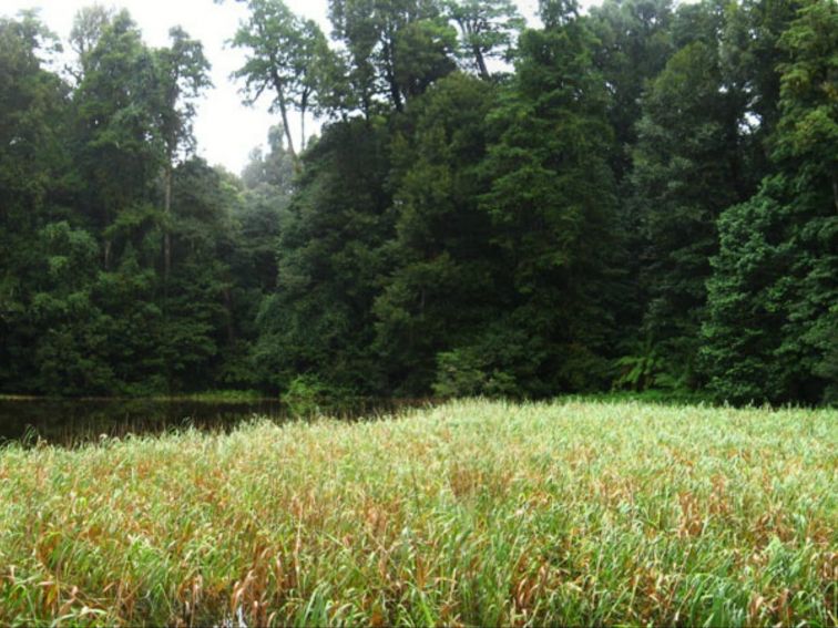 Burraga Swamp walking track