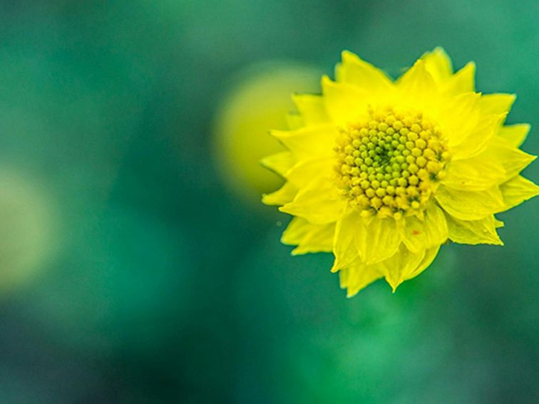 Wildflowers in Cocoparra National Park. Photo: John Spencer/DPIE