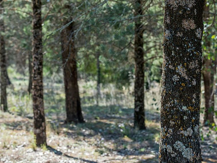 Cypress pine woodland in Cocoparra National Park. Photo: John Spencer/DPIE