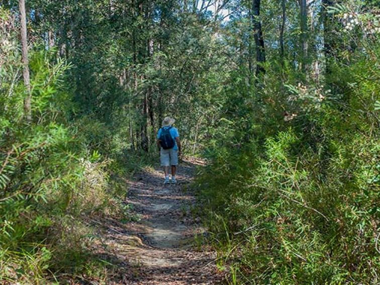 A person walks along a bush track in Conjola National Park. Photo: Michael Van Ewijk &copy; DPIE