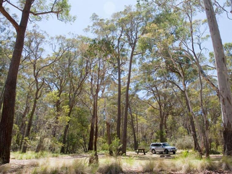 Coxs Creek campground, Coolah Tops National Park. Photo: Nick Cubbin/NSW Government