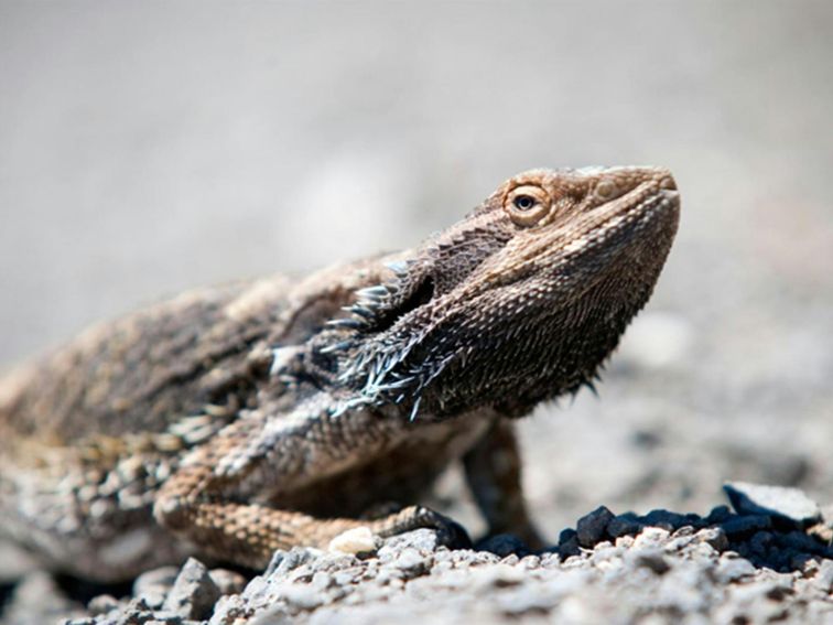 Lizard, Coollah Tops National Park. Photo: Nick Cubbin/NSW Government