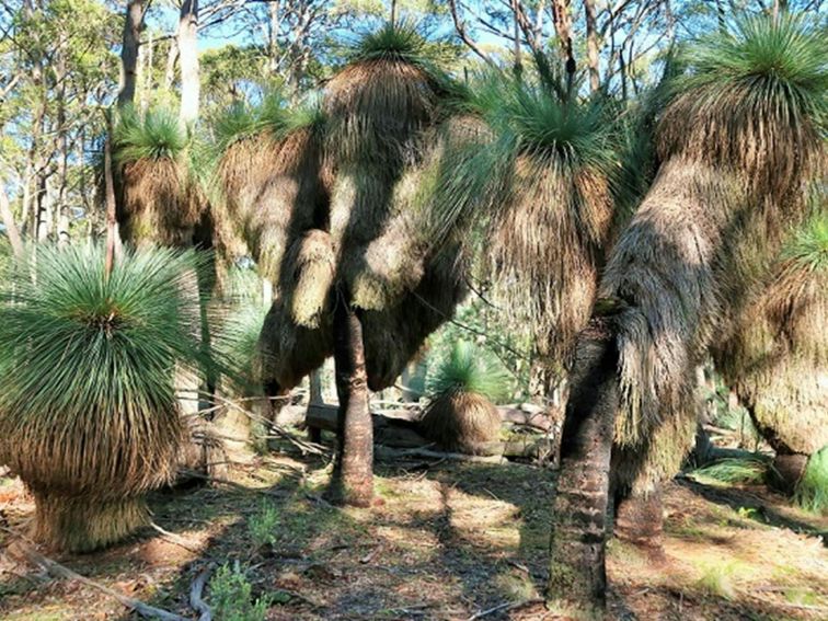 Large grass trees in Coolah Tops National Park. Photo: Nicola Brookhouse &copy; DPIE