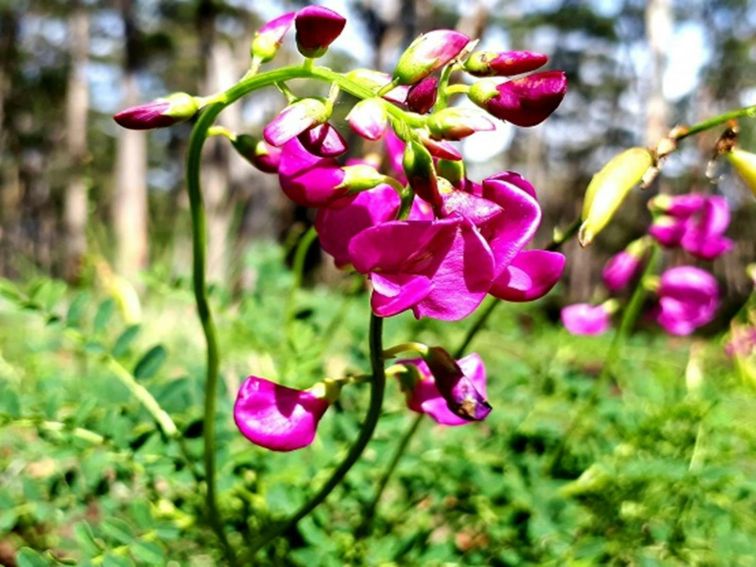 Virbrant pink darling peas in Coolah Tops National Park, near Coolah. Photo: Nicola Brookhouse