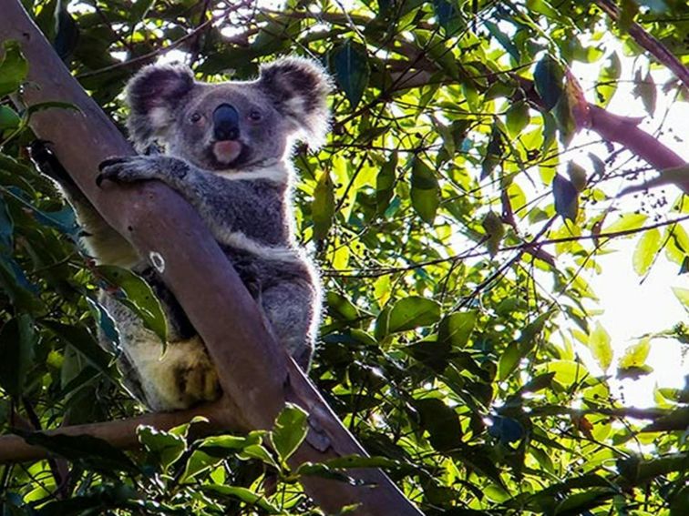 Cudgen Nature Reserve, koala. Photo: Alan Goodwin/NSW Government