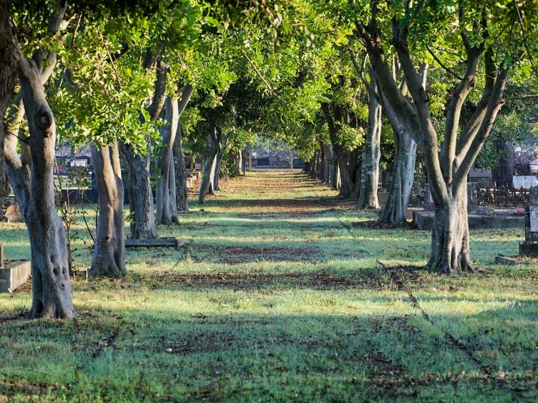 green walkway surrounded by trees