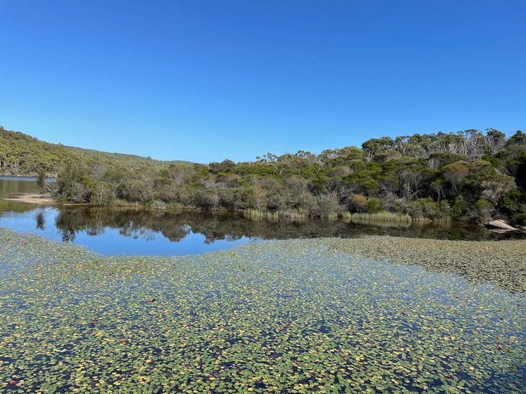 Manly Dam water view