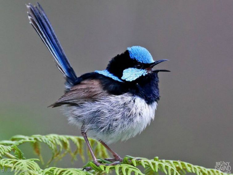 Fairy Wren