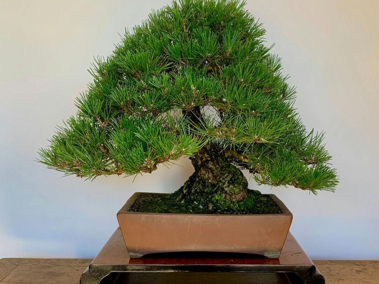 Bonsai