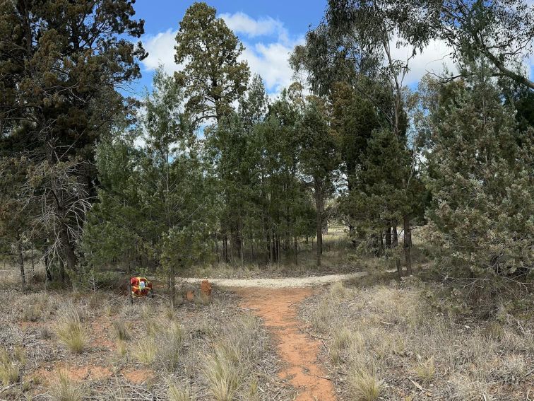 A dirt track intersecting with a gravel track in a bush of Cypress Pine