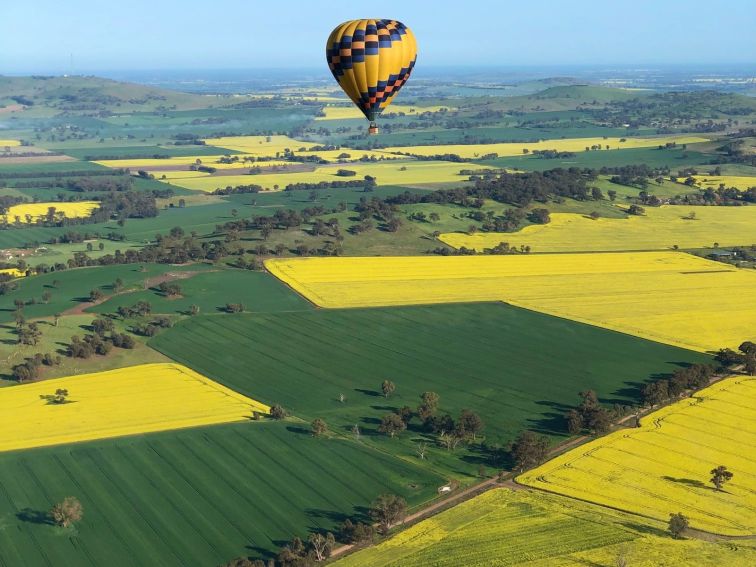 hot air balloon flight above the canola paddocks