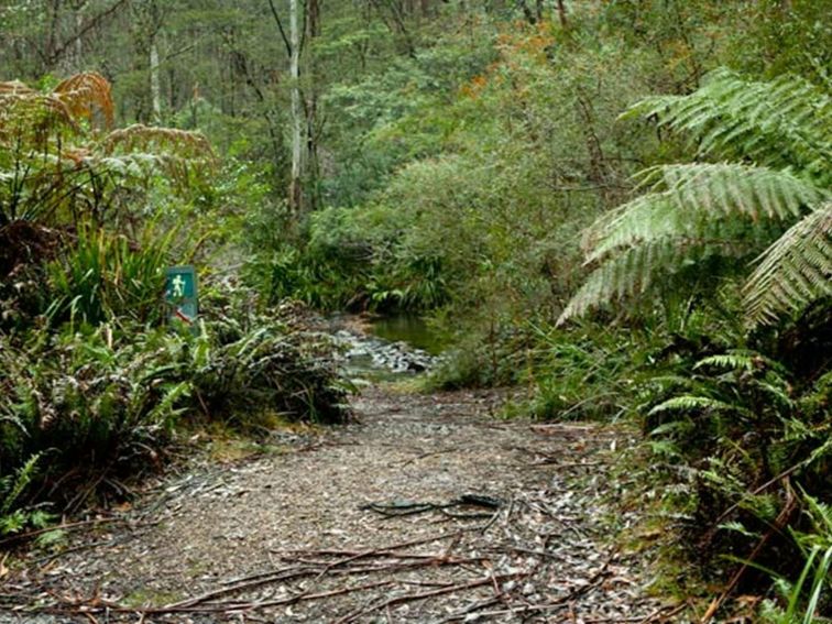 Dasyurus picnic area, Monga National Park. Photo: Lucas Boyd &copy; OEH