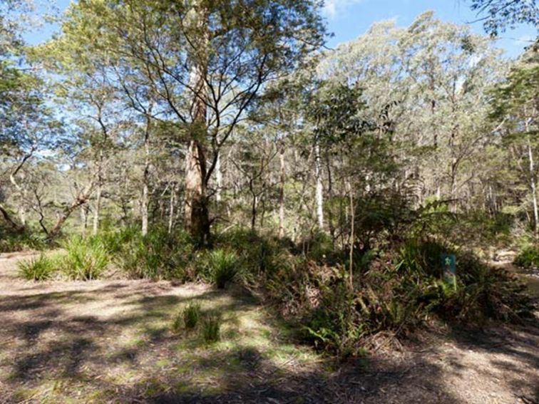 Dasyurus picnic area landscape, Monga National Park. Photo: Lucas Boyd &copy; OEH