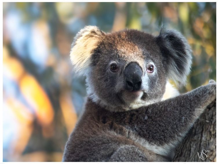 Close up impage of a koala head and upper body; sitting in tree