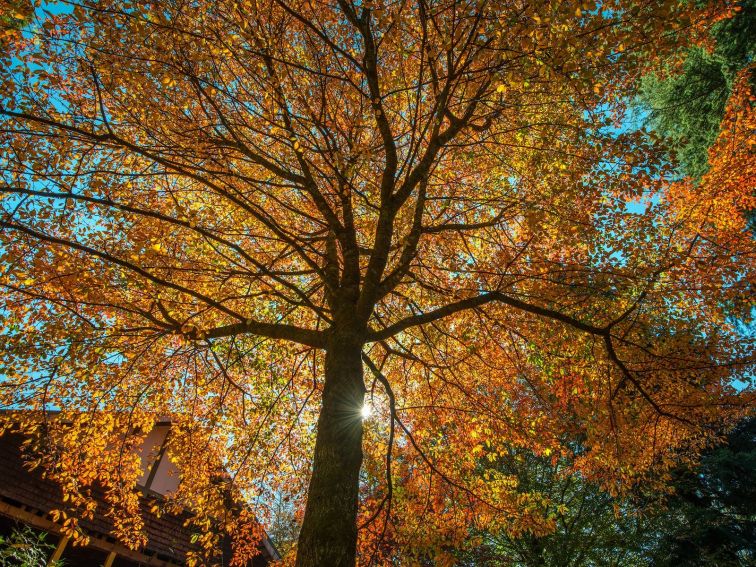 Windyridge Garden Mount Wilson