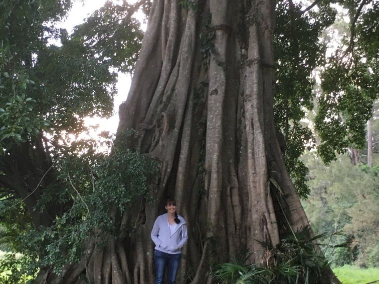 Big Fig Tree