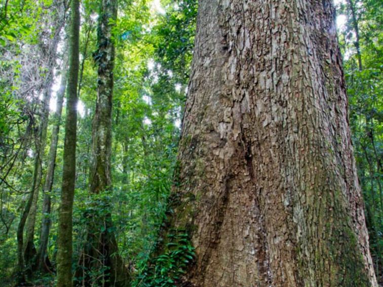 Murray Scrub walking track