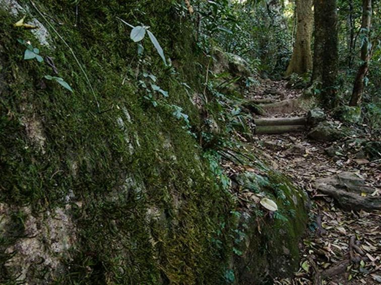 Rainforest loop lookout, Dooragan National Park. Photo: John Spencer/NSW Government