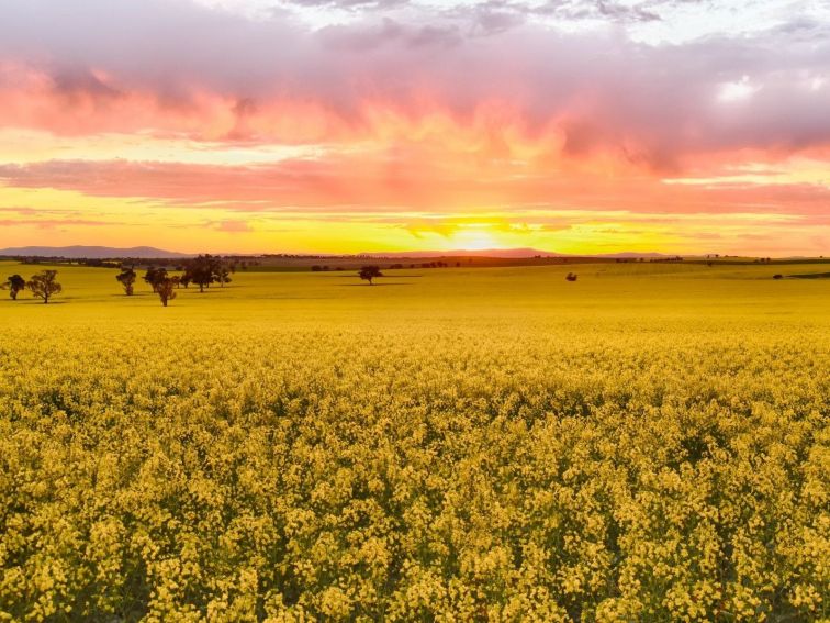 Canola Trail