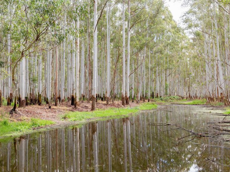 River Red Gums flood plains