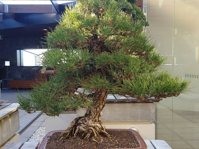 Japanese Black Pine