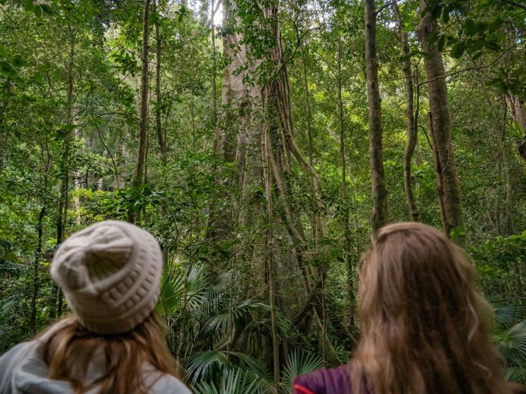 Lots of beautiful examples of remnant rainforest