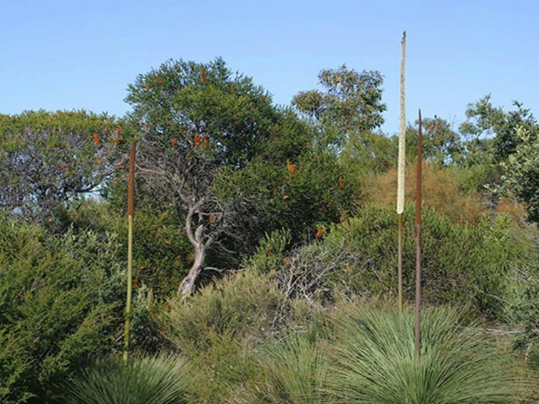 Eastern suburbs banksia scrub. Photo: M Bremner/OEH