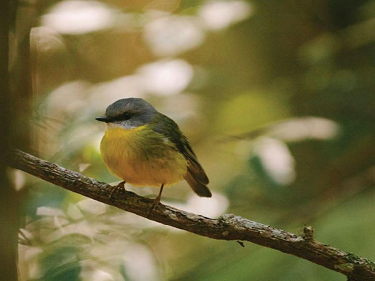 Eastern yellow robin, Sea Acres National Park. Photo: David Finnegan &copy; DPIE