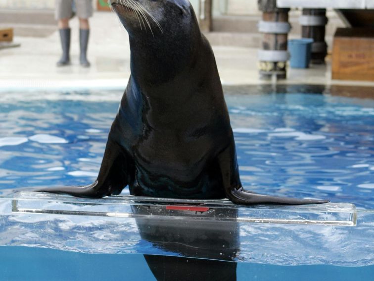 Californian Sea Lion