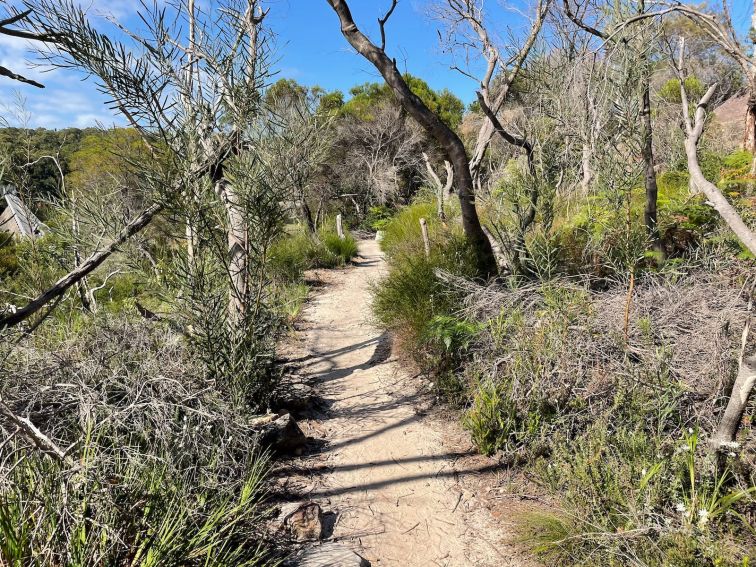 Bush Walk through Manly Dam