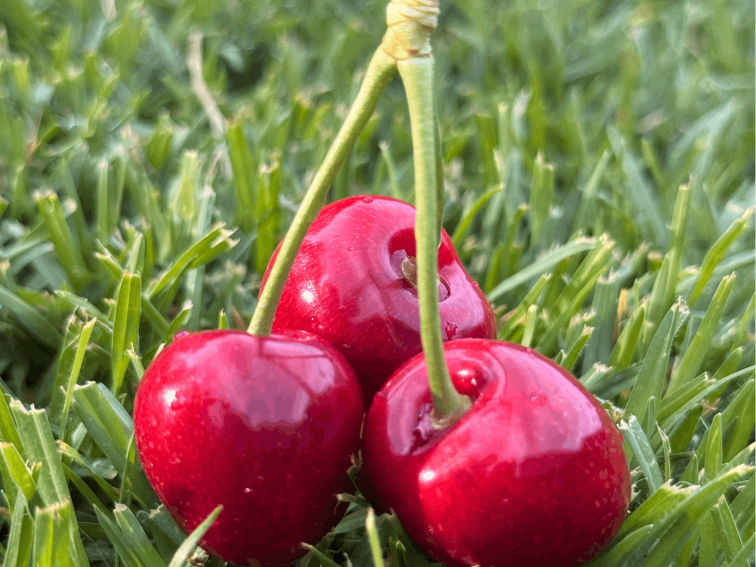 Cherry Grass