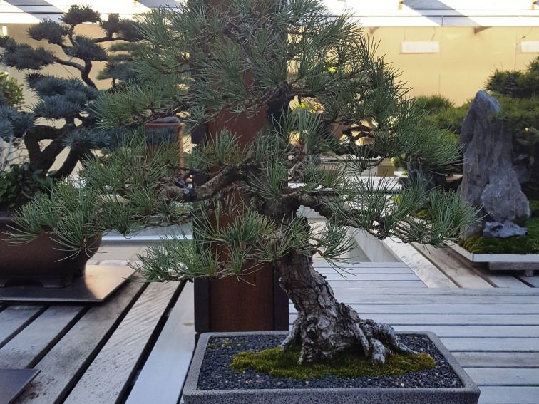 Japanese White Pine