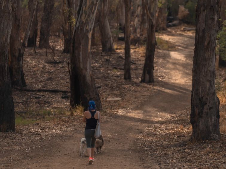 women walking two dogs in bushland