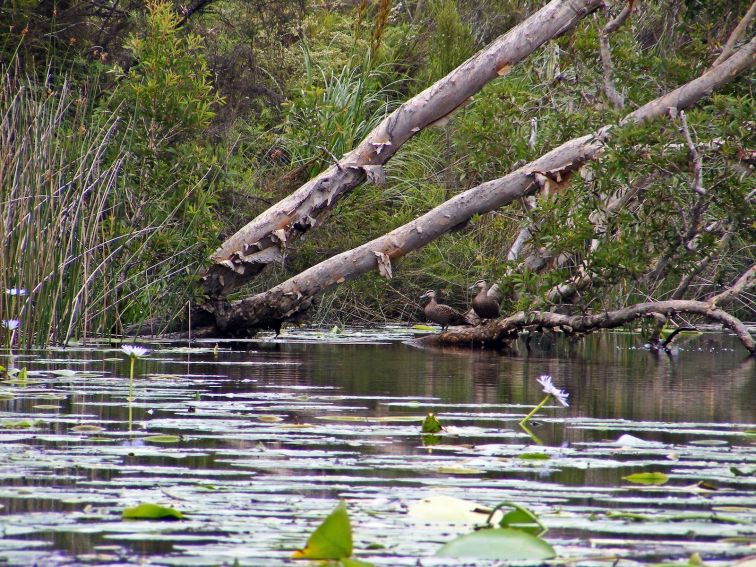 Birdwatching on Esk River