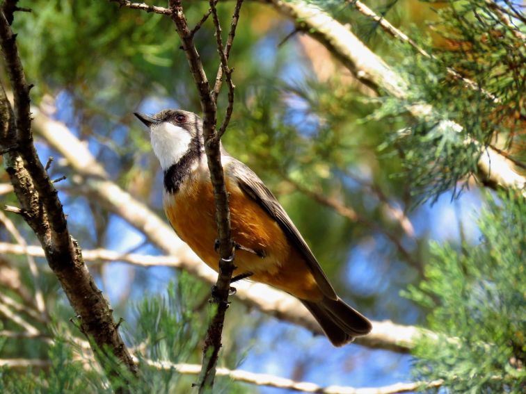 Rufous Whistler