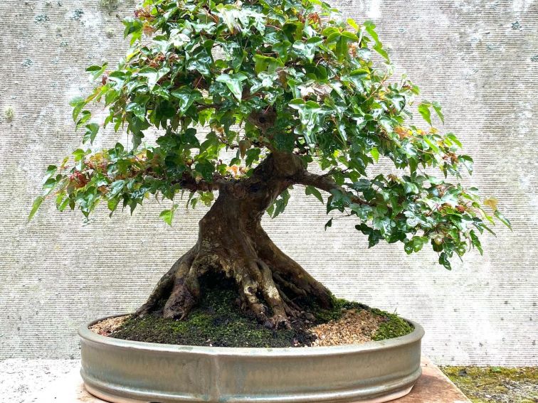 maple bonsai