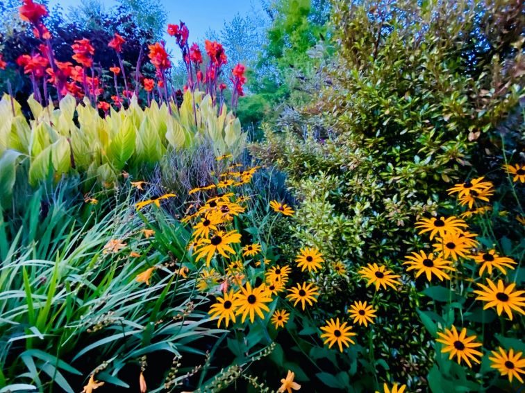 summer flowering perannials are everywhere in the garden at Highfields in the summer months.