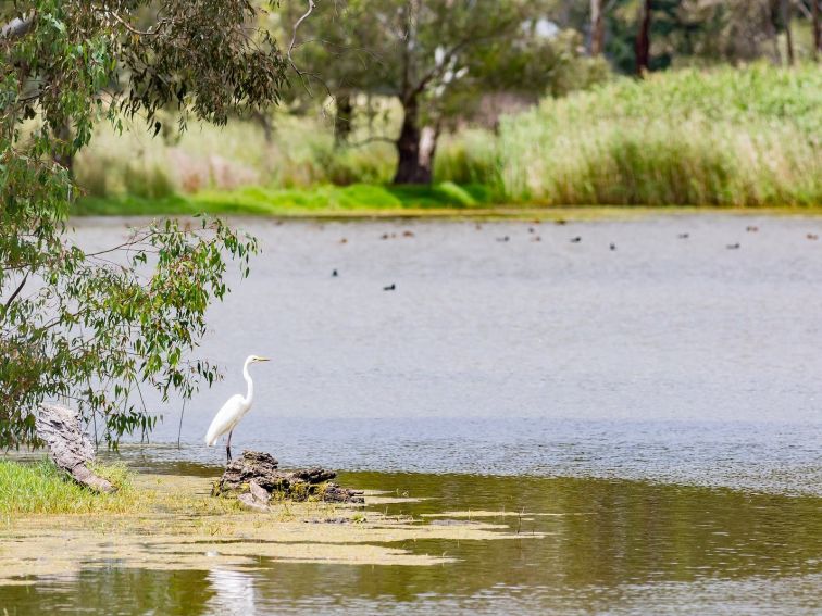 The bird life at Wonga Wetlands