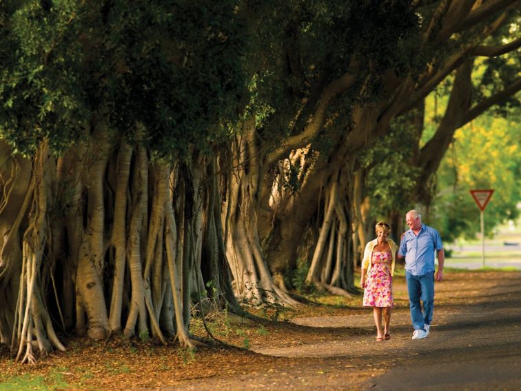 Fig Tree Avenue, Grafton