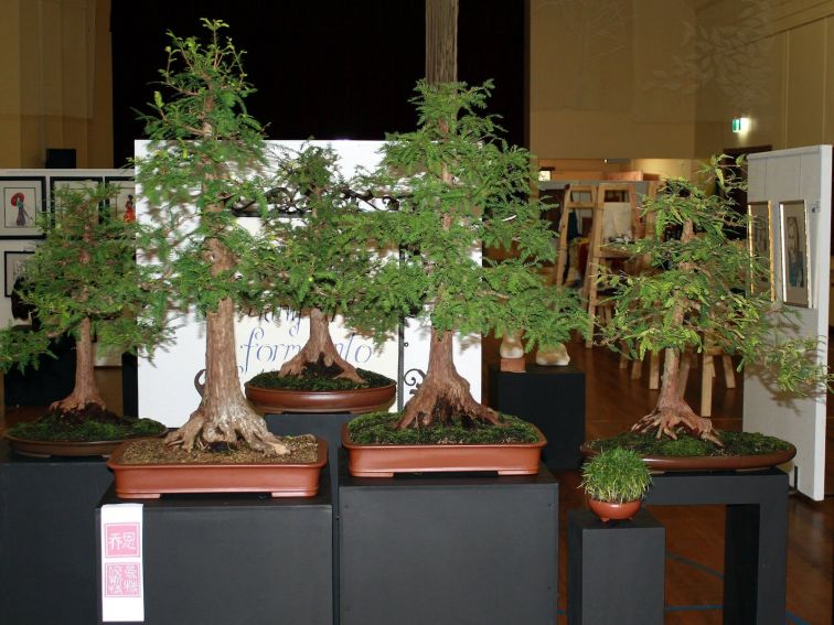 Bonsai group