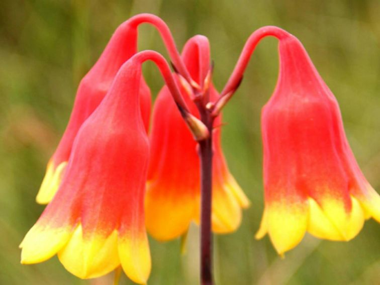 Christmas bells along Emerald Pool loop in Popran National Park. Photo: John Yurasek &copy; DPIE