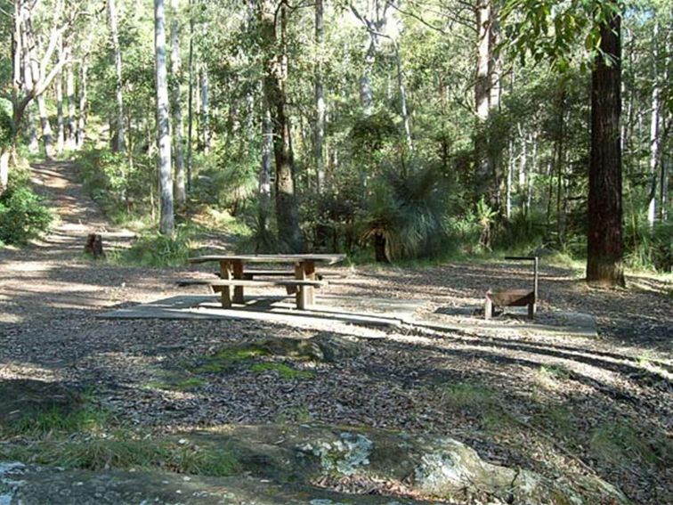 Sun spotted grounds, Watagans National Park. Photo: Susan Davis/DPIE