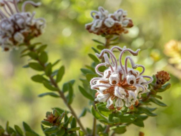 A grey spider flower, found on the Pipeline and Bungaroo tracks to Stepping Stones Crossing in