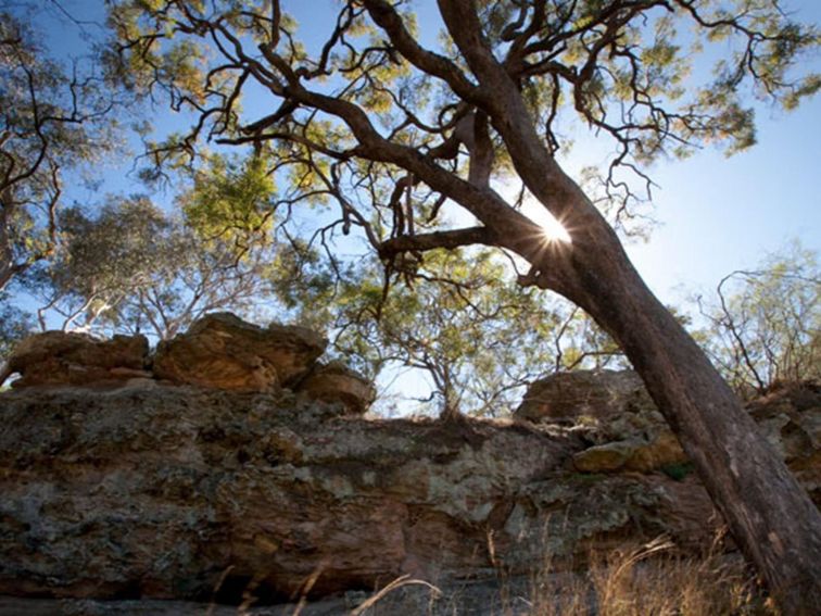 Spring Gully campground, Goulburn River National Park. Photo: Nick Cubbin/NSW Government