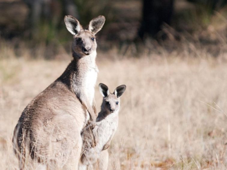 Eastern grey kangaroos, Goulburn River National Park. Photo: Nick Cubbin/NSW Government