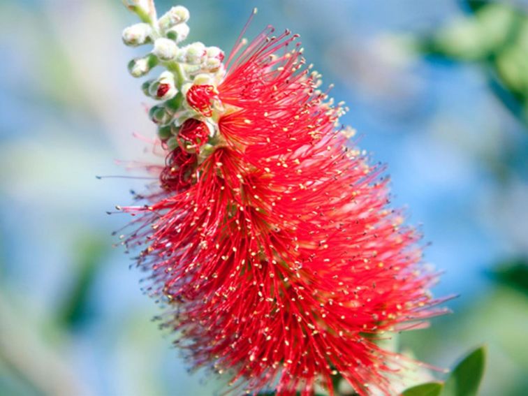 Goulburn River National Park, grevillea. Photo: Nick Cubbin/NSW Government