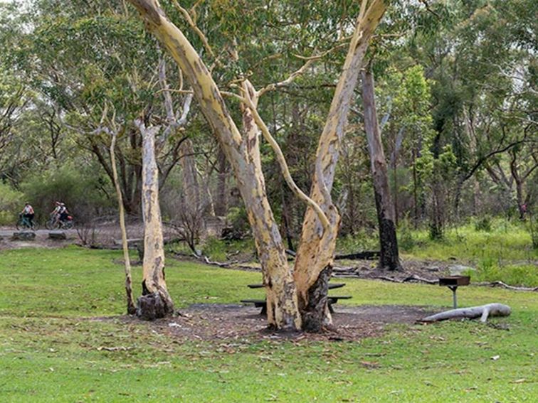 Halfway Point picnic area, Lane Cove National Park. Photo: John Spencer