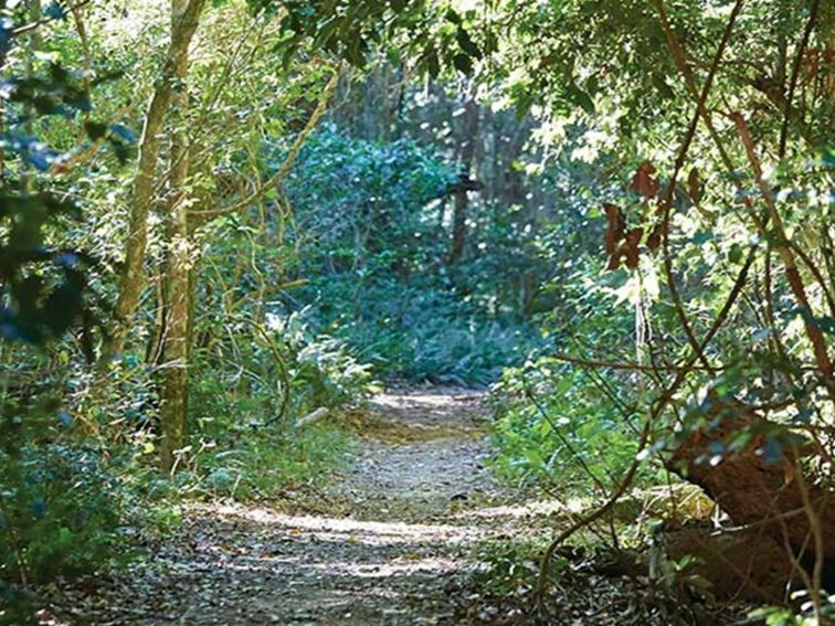 Tree-lined Iluka Rainforest walk in Iluka Nature Reserve. Photo: Nick Cubbin &copy; DPIE