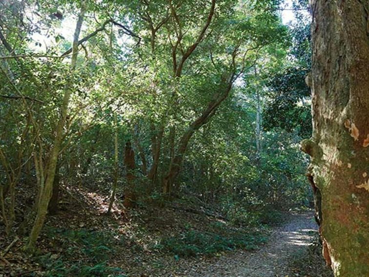 The shady path on Iluka Rainforest walk, Iluka Nature Reserve. Photo: Nick Cubbin &copy; DPIE