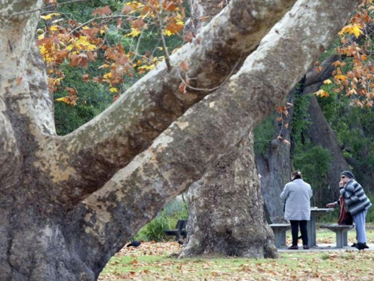 Two people setting up at a picnic table with a tree in the foreground at Ironbark Flat picnic area
